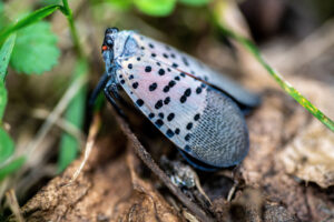 macro shot of a spotted lanternfly