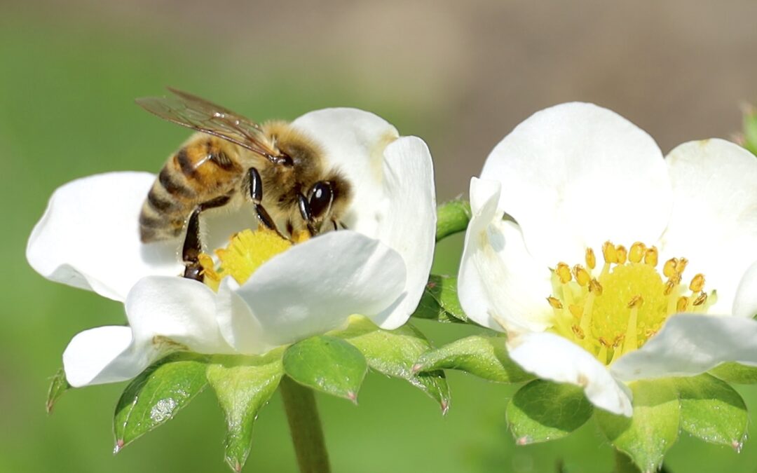 The Environmental Impact of Pesticide Use: Embracing Eco-Friendly Pest Control