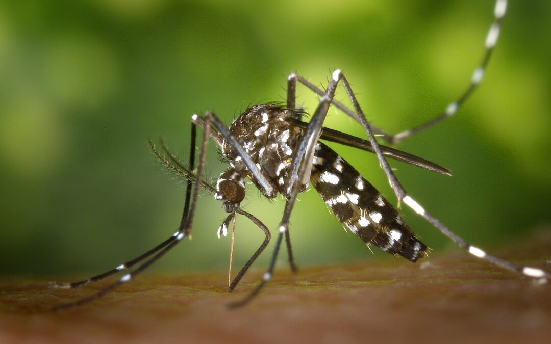 Mosquitos: Buzzing Nuisance, Hidden Dangers